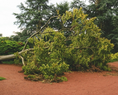 umgefallene Magnolie im Nordpark
